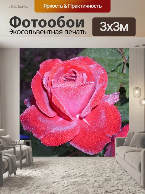 Фотообои Роза