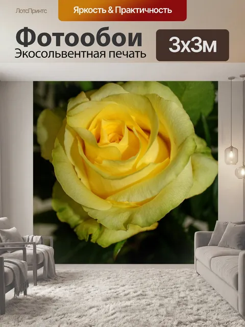 Фотообои Роза