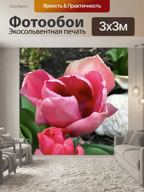 Фотообои Тюльпан