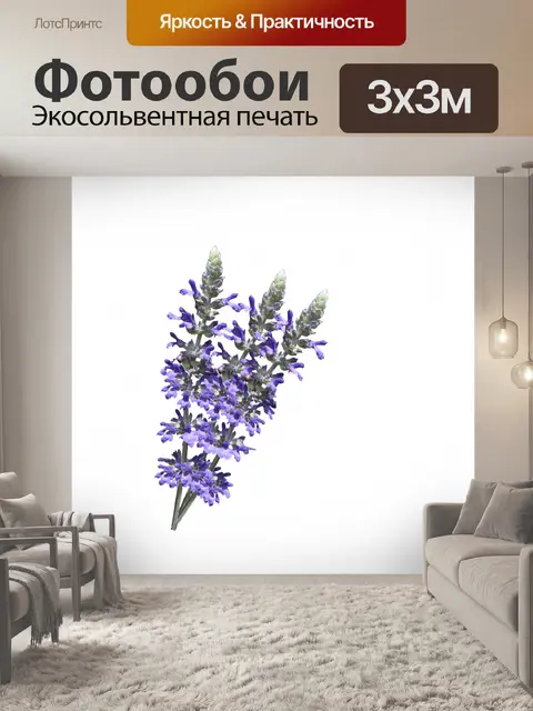 Фотообои Цветы лаванды на белом фоне
