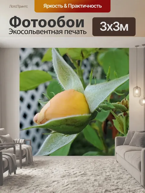 Фотообои Бутон желтой розы