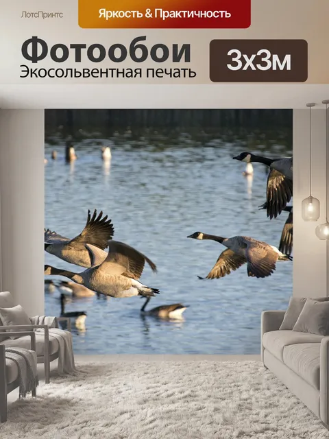 Фотообои Гуси