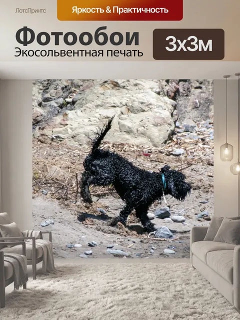 Фотообои Собаки на пляже
