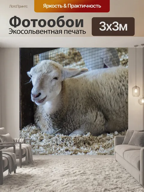 Фотообои Взрослые белые овцы