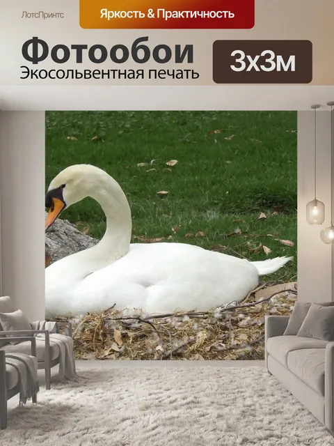 Фотообои Лебедь