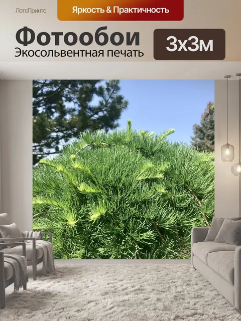 Фотообои Деревья