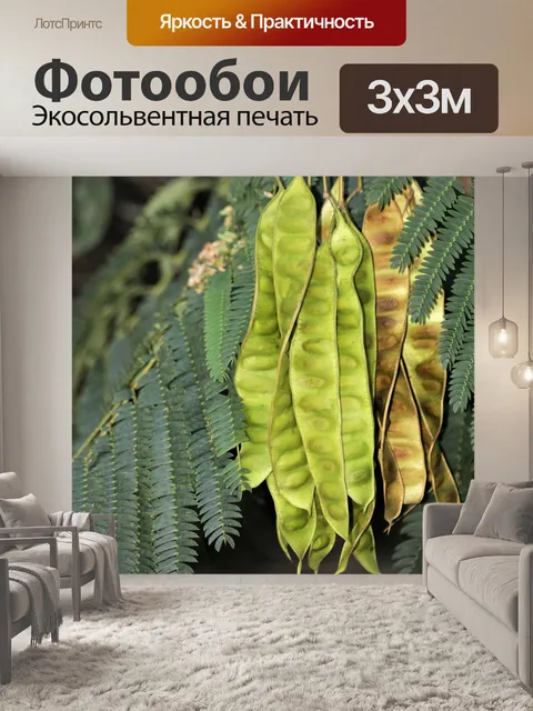 Фотообои Стручки семян мимозы на дереве