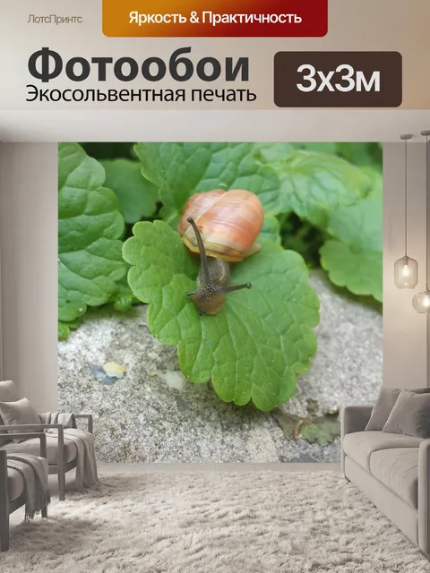 Фотообои Улитка