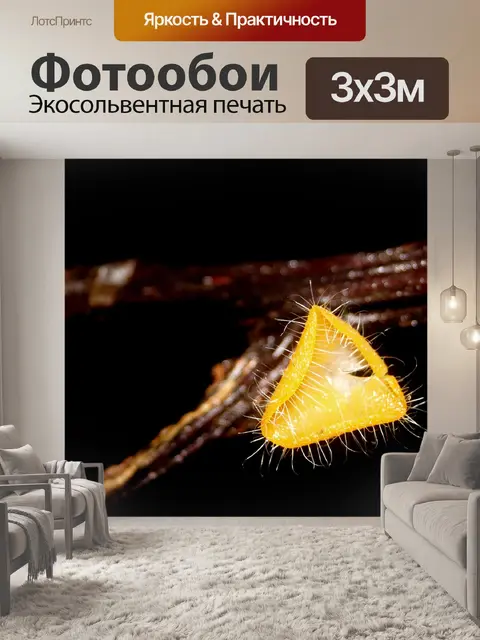 Фотообои грибы, растущие на фоне леса