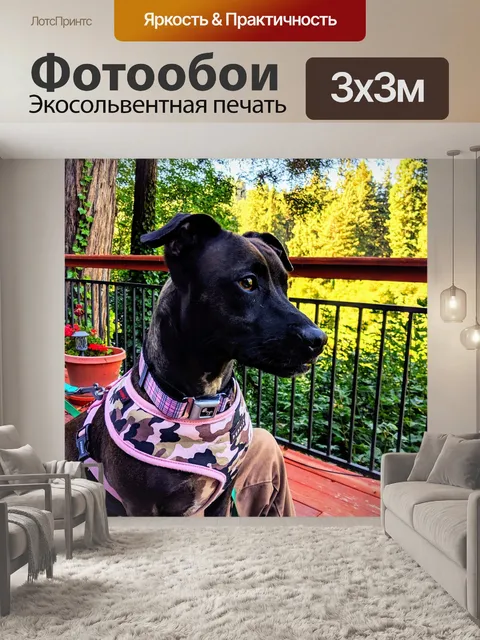 Фотообои Черный собака