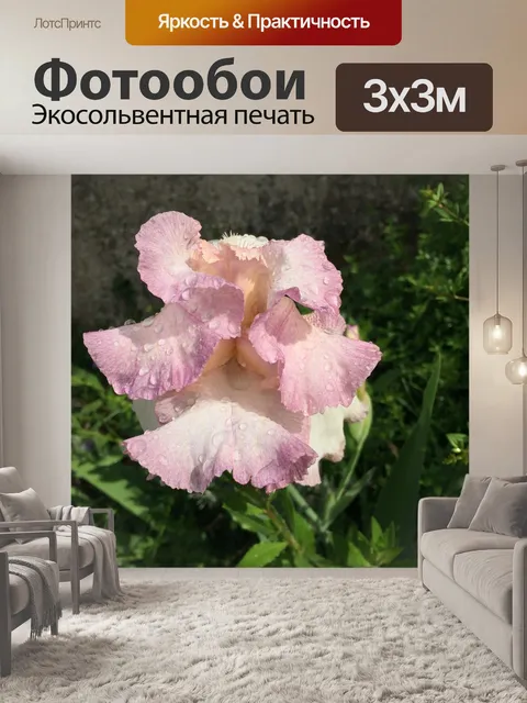 Фотообои Ирис