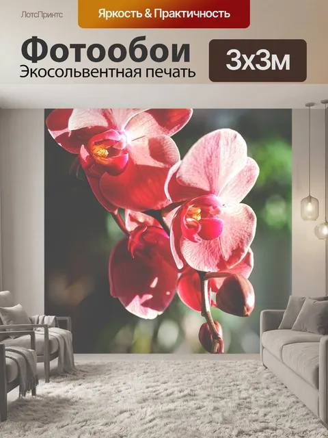 Фотообои Орхидеи