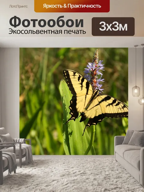 Фотообои Бабочка