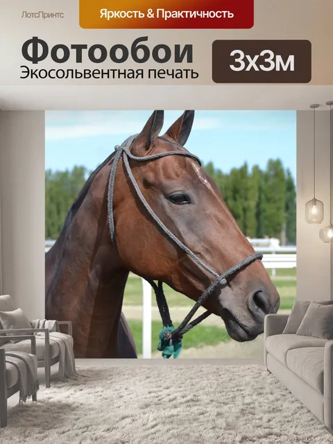 Фотообои Лошадь