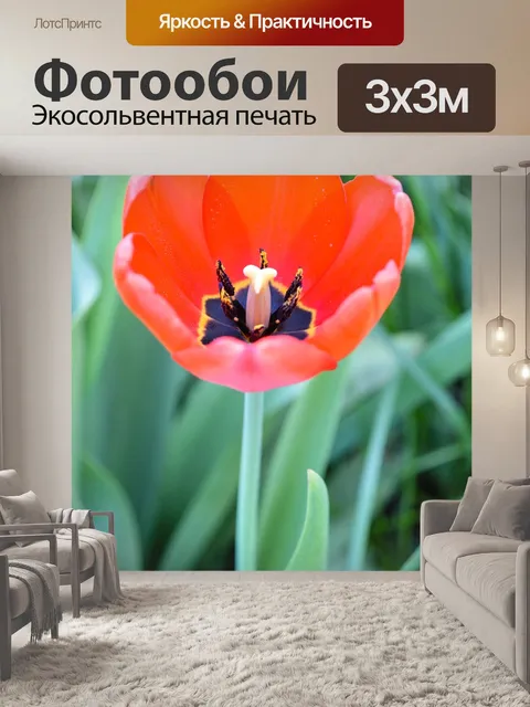 Фотообои Тюльпан