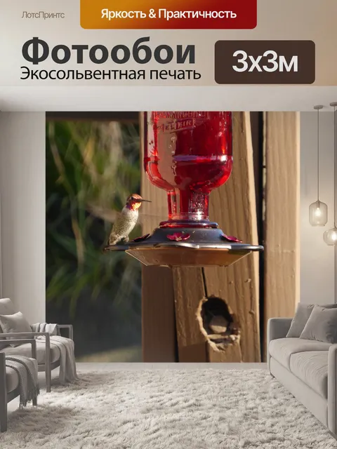 Фотообои Красная Анна Колибри летает