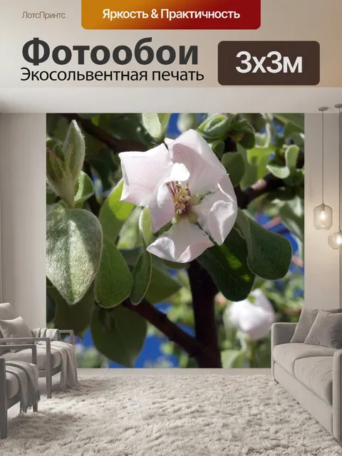 Фотообои Айва цветок