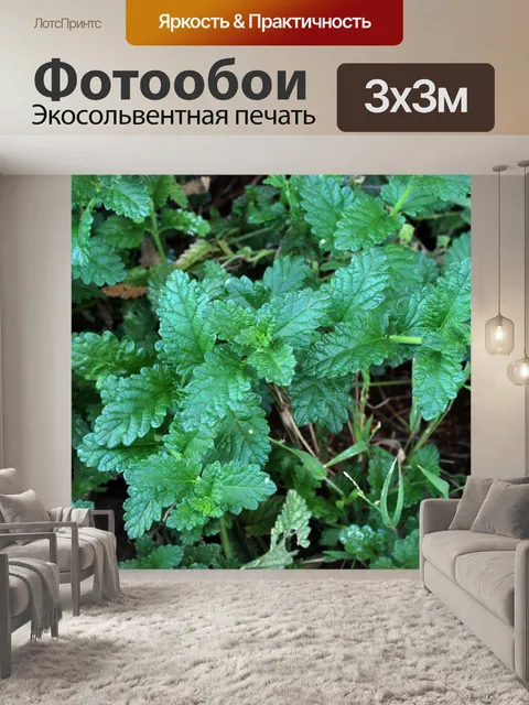 Фотообои блестящие листья