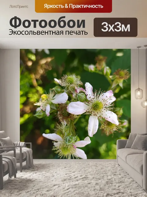 Фотообои Цветы