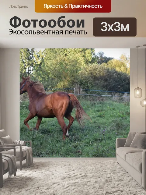 Фотообои Лошадь