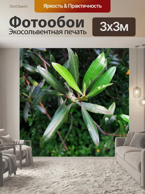Фотообои дикие листья оливковое дерево