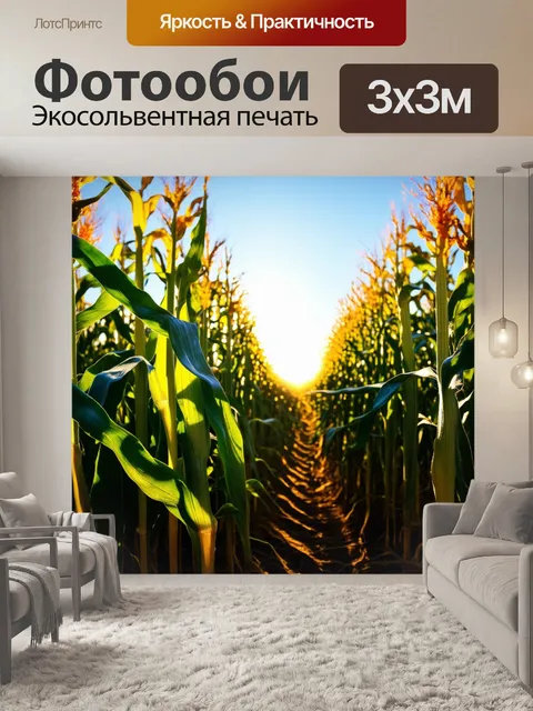 Фотообои поле кукурузы с разноцветными качанами, отбрасывающими длинные тени во время заката