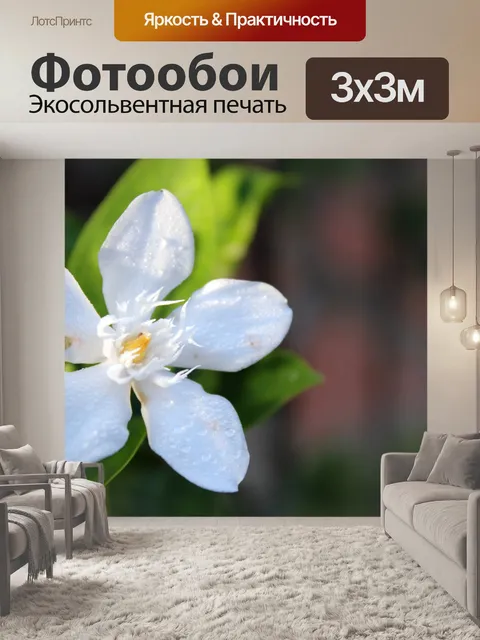 Фотообои Белый фон цветок