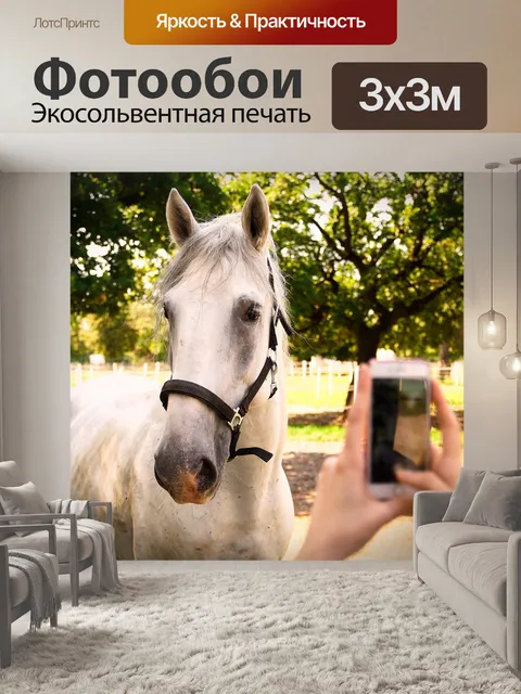 Фотообои Лошадь