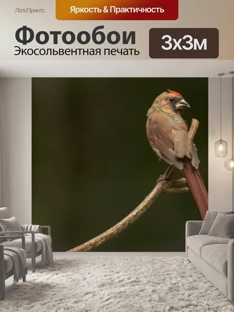 Фотообои Птица