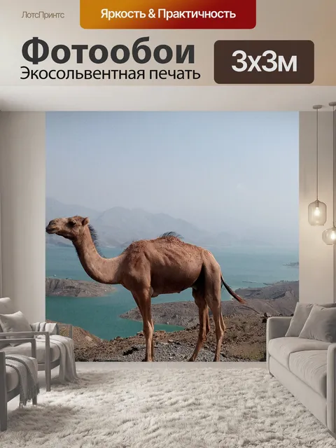 Фотообои Верблюд в дороге