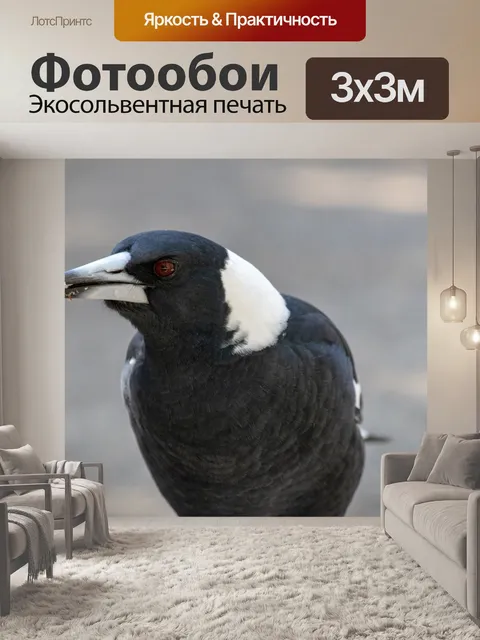 Фотообои Сорока