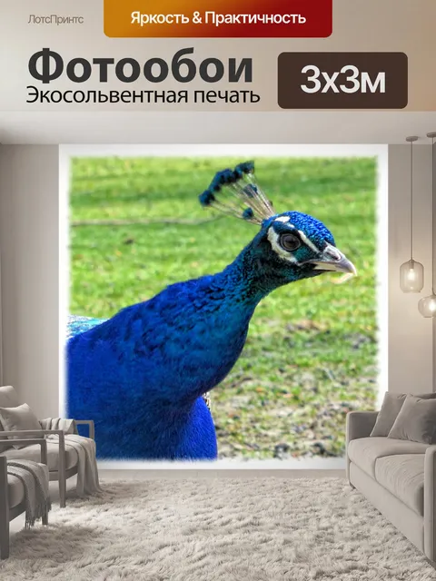 Фотообои Павлин