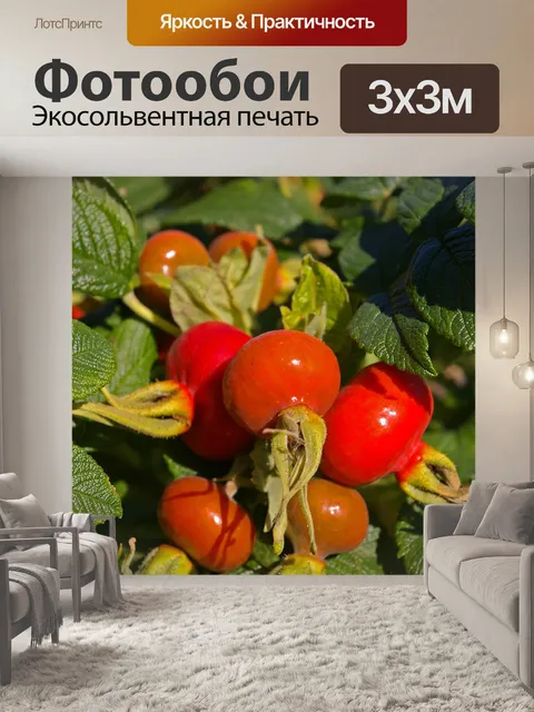 Фотообои Дикая роза
