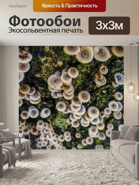 Фотообои Лесные грибы