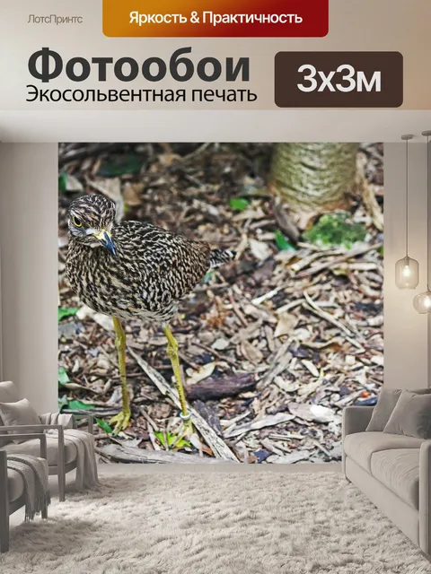 Фотообои вид пятнистой толстой коленной птицы
