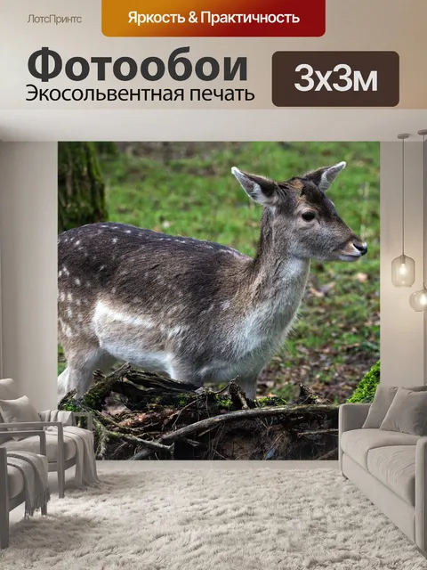 Фотообои Лань