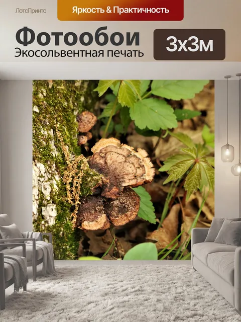 Фотообои Браун Кронштейн Грибы и Мосс