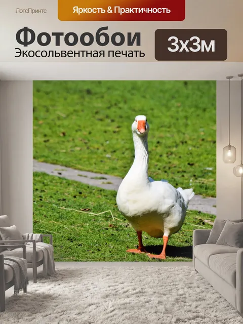 Фотообои Белый гусь