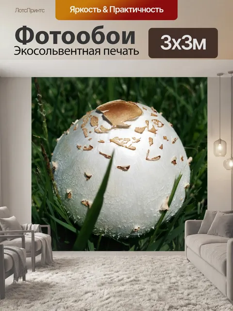 Фотообои Гриб