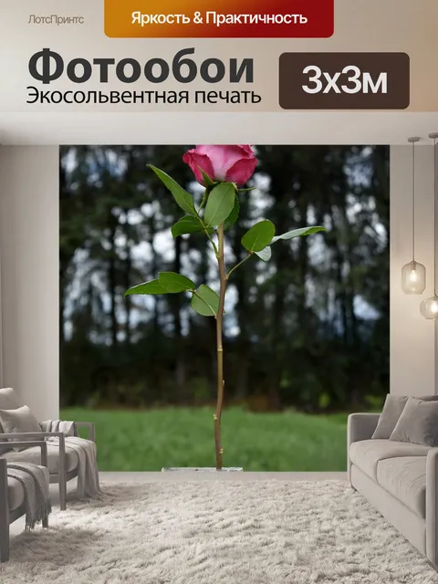Фотообои Розы