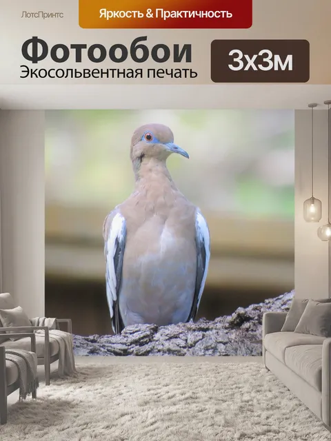 Фотообои Птица