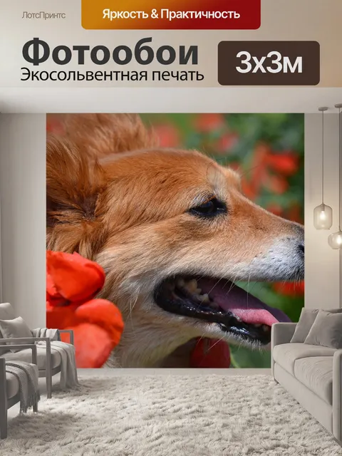 Фотообои Собака