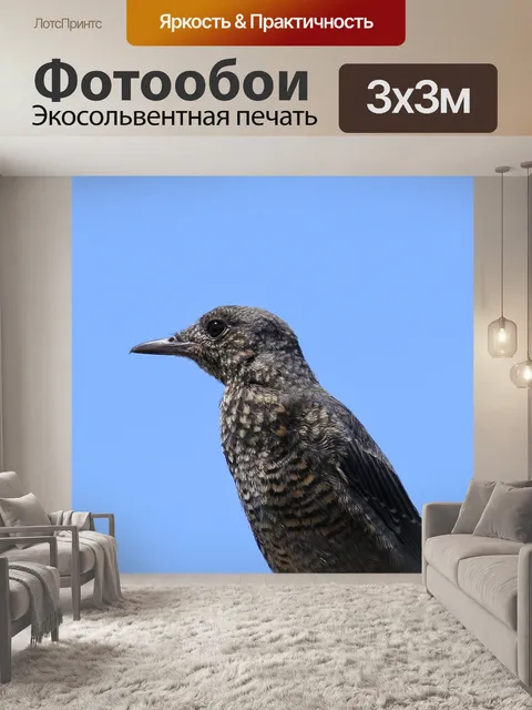 Фотообои Животное