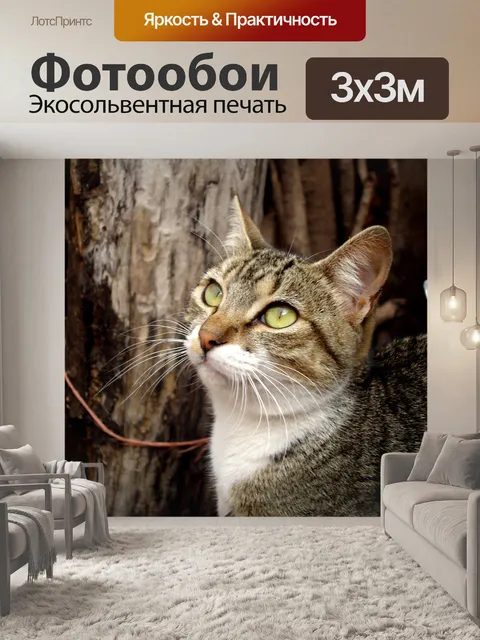 Фотообои Кот