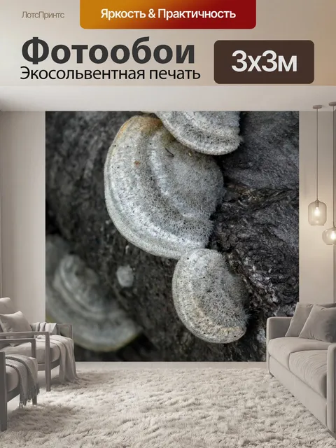 Фотообои Гриб