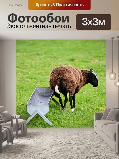 Фотообои Овца
