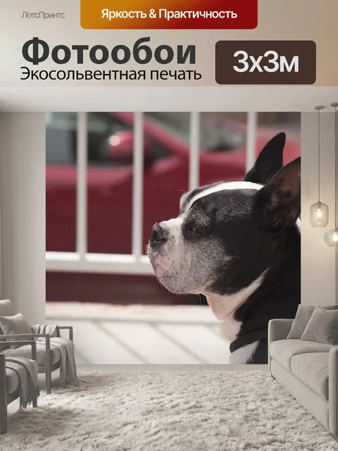 Фотообои Собака
