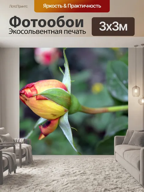 Фотообои Роуз Бад