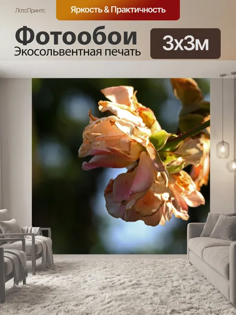 Фотообои солнечный свет на лепестках увядшей розы