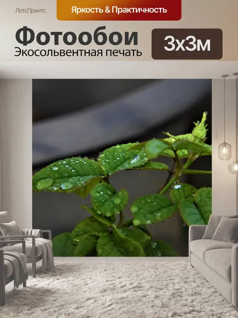 Фотообои Роза